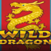 Wild Dragon Game Review